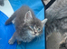 Full pedigree Maine Coon Kittens
