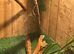 Iguana