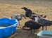 Various runner ducks 4-12 weeks old