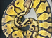 Male Pastel Orangebelly Royal Python