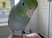Beautiful Tame Male Parrotlet
