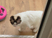 Ragdoll lady