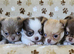 Stunning Russian/Thai long coat puppies