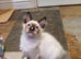 Beautiful GCCF Registered Ragdoll Kittens.