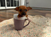 Jack Russell miniature Girl Puppy