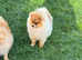 Pomeranian puppies