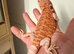 50% red monster bearded dragon