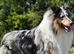 Blue merle kc registered dog