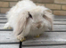 Mini lion lop