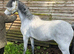 2 year old registered Welsh section b gelding