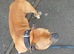Staffordshire bull terrier dog for sale