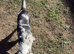 Blue Merle male border collie 5 months old.