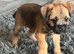 Gorgeous border terrier puppies
