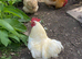 Bantam cockerels in need of new homes