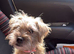 Border terrier cross
