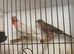 0pal Mexican House finches