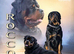 KC Health Tested Rottweiler for Stud