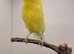 Joblots canary&rsquo;s available