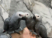 Hand-Rearing Baby Friendly Super Tame Cuddly African Grey Parrot,20