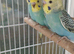 Baby cock budgies