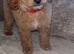 Red Cockapoo Puppies