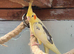 Healthy young male