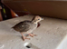 Barbary Partridge