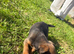 ***Jack Russell pups for sale 2 boys  left ***