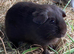 Pair of chocolate/dalmation bred sows
