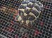 2 year old horsfield tortoise