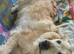 8 year old Golden Retriever