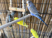Beautiful young and adult budgies.