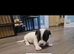 Puppies for sale