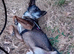 SCOUT - The Dog Who Refused to Give Up ️