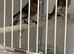 Redpoll cock
