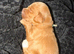 Cockapoo Puppys