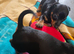 7 weeks old doxie pins