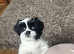 Beautiful Female Lhasa Apso Looking for a Loving New Home