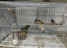 Finches available £15 a bird“”””