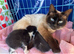 Last boy ragdoll cross domestic