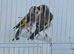 proven BBC Goldfinch pair