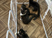 We have 7 LET TWO BOYS STILL AVAILABLE gorgeous Maine coon kittens for re homing