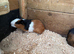 Boy guinea pigs