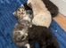 Ragdoll cross kittens