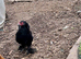 Silkie trio