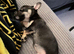 9 weeks old jack Russell cross Chihuahua