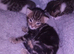 Bengal crosses