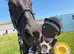 Beautiful ROR Eligible, Dark Bay, 16.1h, Gelding - all rounder type.