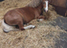 chestnut filly