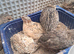 Japanes Coturnix Quails available